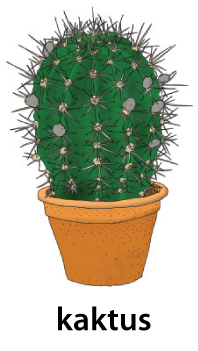 kaktus.jpg